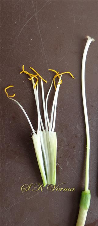  Stamens (8 ) and Pistil 